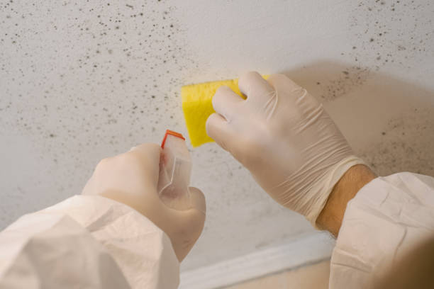 Best Residential Mold Inspection & Testing  in Pinewood, FL